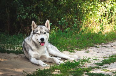 Köyde yerde yatan Malamute köpek