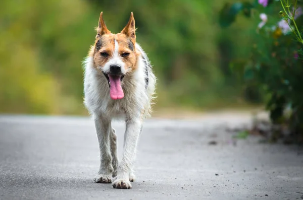 犬は路地を通り抜けました — ストック写真