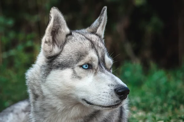 Yeşil arka planda mavi gözlü malamute bir köpek portresi