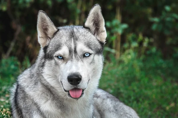 Портрет Собаки Маламута Блакитними Очима Зеленому Тлі Відкритим Ротом — стокове фото
