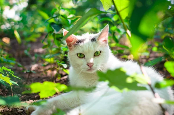 Chat Blanc Dans Herbe Avec Les Yeux Verts Dans Les — Photo