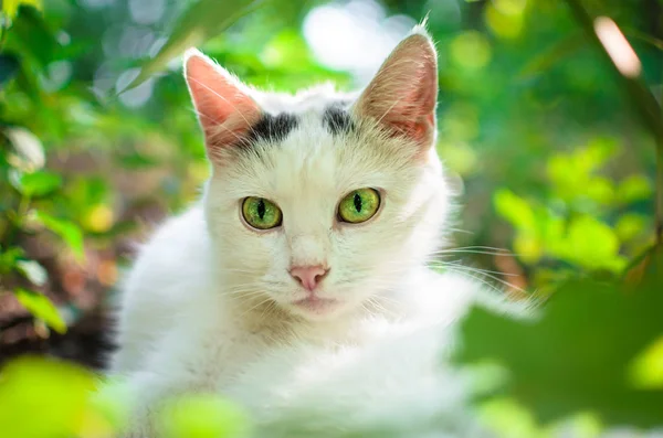 Weiße Katze Gras Mit Grünen Augen Grünen — Stockfoto