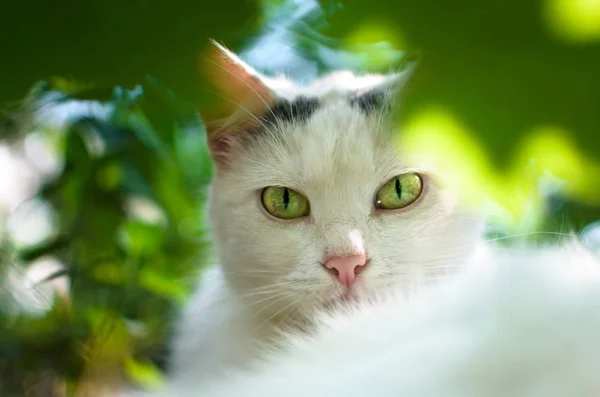 Gato Branco Grama Com Olhos Verdes Nos Verdes — Fotografia de Stock