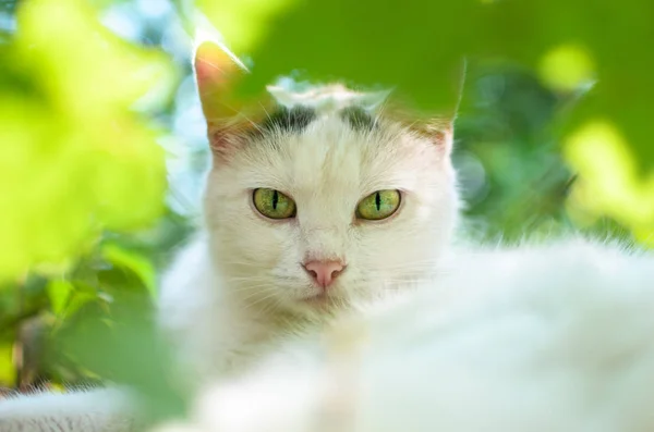 Witte Kat Het Gras Met Groene Ogen Groenen — Stockfoto