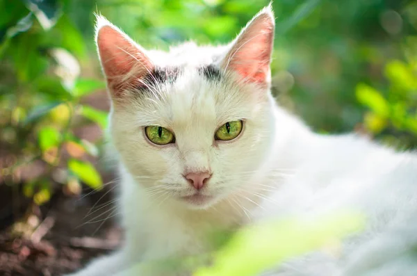 Белая Кошка Траве Зелеными Глазами — стоковое фото