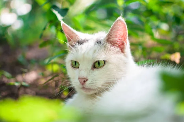 Gato Branco Grama Com Olhos Verdes — Fotografia de Stock
