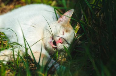 Beyaz kedi çimleri ısırır.