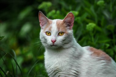 Çimenlerde güzel beyaz bir kedi portresi