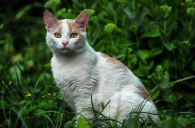 Çimenlerde güzel beyaz bir kedi portresi