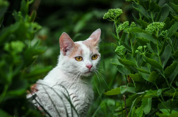 Porträt Einer Schönen Weißen Katze Gras — Stockfoto