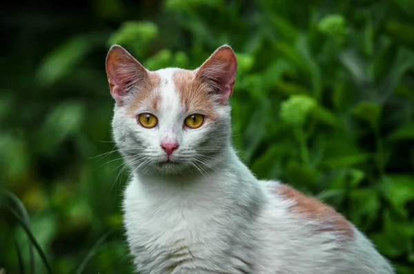 Portrait Beau Chat Blanc Dans Herbe — Photo