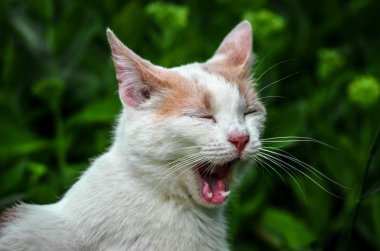 Çimenlerde esneyen beyaz bir kedi portresi
