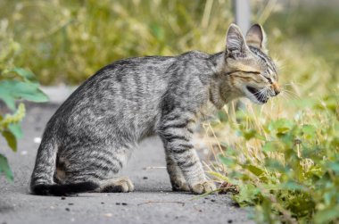 Genç esneme kedi profilinde bir serval gibi görünümlü