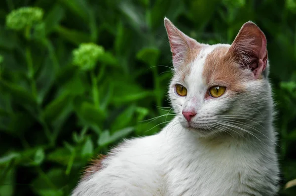 Portrait Chat Blanc Qui Est Retourné — Photo