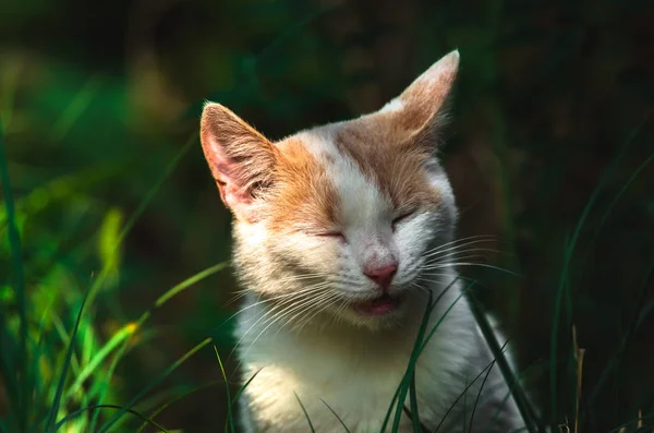 一只猫在阳光下的肖像 脸上有滑稽的表情 — 图库照片
