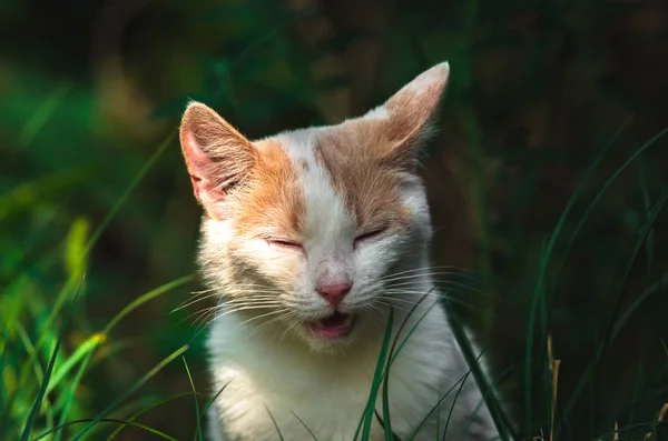 一只猫在阳光下的肖像 脸上有滑稽的表情 — 图库照片