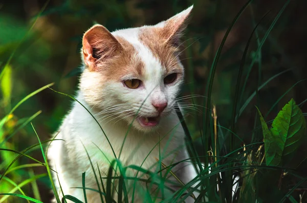 Porträt Einer Überraschten Weißen Katze Gras — Stockfoto