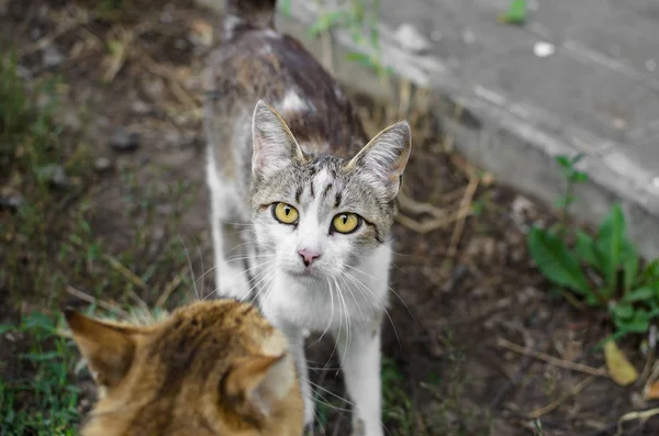 Street Cat Möter Katt Gatan — Stockfoto