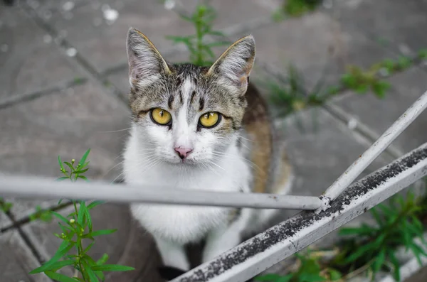 灰色背景上一只美丽的灰色和白色街头猫的肖像 — 图库照片