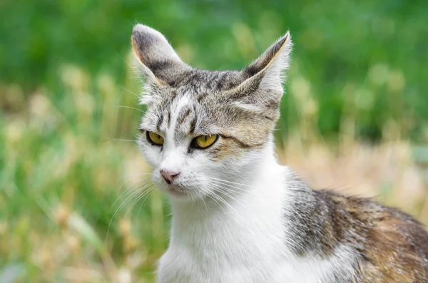 Portrait Jeune Chat Dans Herbe — Photo