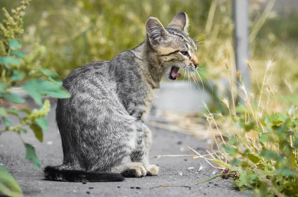 Fiatal Tátongó Cica Néz Mint Egy Serval Profil — Stock Fotó