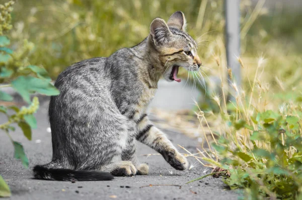 Jeune Chaton Bâillant Ressemblant Serviteur Profil — Photo