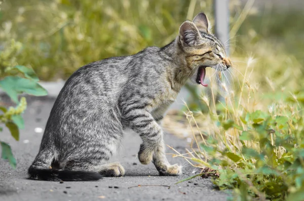 Fiatal Tátongó Cica Néz Mint Egy Serval Profil — Stock Fotó