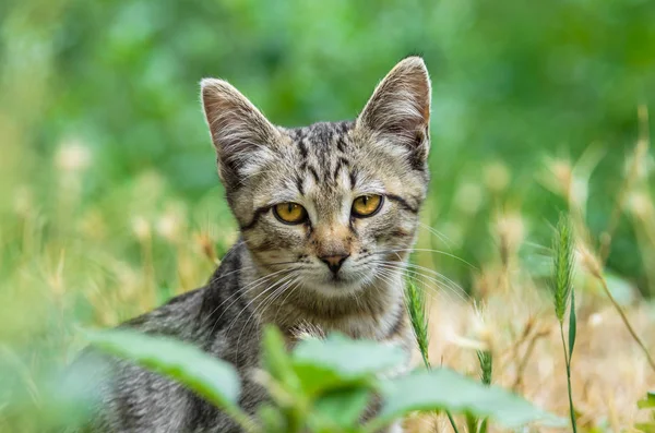 Πορτραίτο Ενός Όμορφου Νεαρού Γκρίζου Γάτας Στο Γρασίδι — Φωτογραφία Αρχείου
