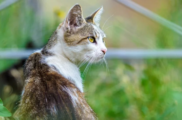 Retrato Jovem Gato Grama — Fotografia de Stock