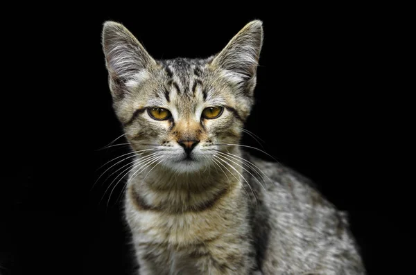 Porträt Eines Schönen Jungen Grauen Kätzchens Das Wie Ein Serval — Stockfoto