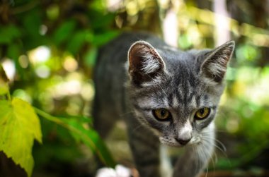 Gri kedi yavrusu vahşi bir kedi gibi çalılıkların arasına sızıyor.