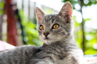 Rustik arka planlı gri bir kedi yavrusu portresi