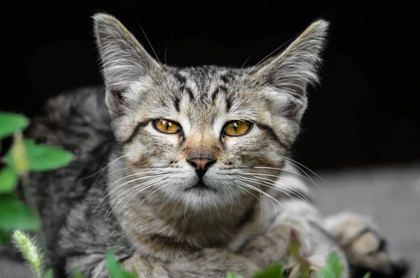 Junge Flauschige Kätzchen Auf Dem Schwarzen Hintergrund — Stockfoto