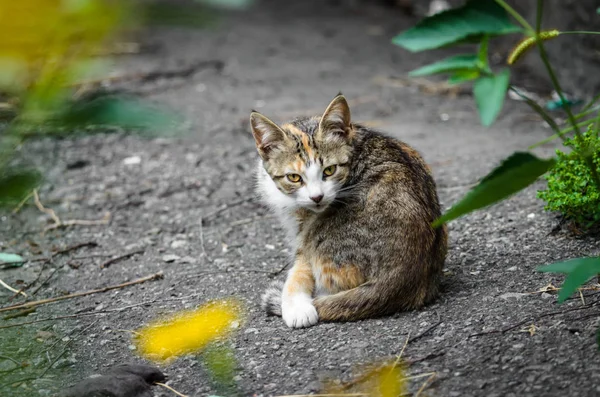 Одинокий Котёнок Моется Тротуаре Возле Цветов — стоковое фото