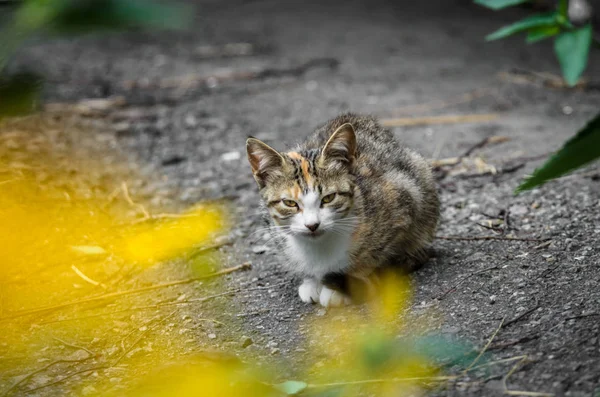 Одинокий Котёнок Моется Тротуаре Возле Цветов — стоковое фото
