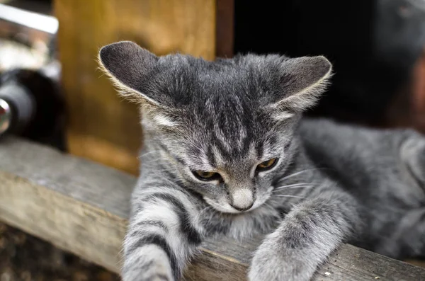 テーブルの下に横たわっている狡猾で好奇心旺盛な灰色の子猫の肖像画 — ストック写真