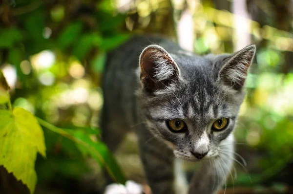 灰色の子猫は野生の猫のように茂みの中に忍び込む — ストック写真