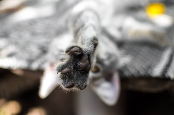 Paw of a gray kitten