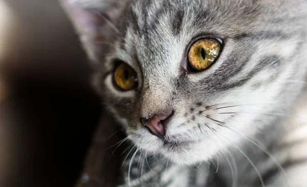 Sıcak Renklerde Parlak Sarı Gözleri Olan Bir Kedi Yavrusunun Yakın — Stok fotoğraf