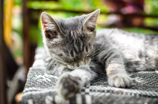 灰色小猫放松躺在街上的格子上 — 图库照片