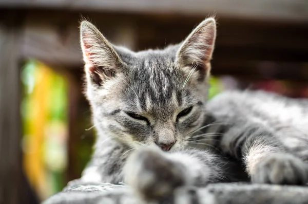 Gatinho Cinza Relaxado Mentiras Uma Planície Rua — Fotografia de Stock