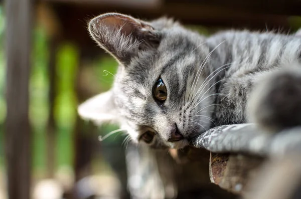 灰色小猫放松躺在街上的格子上 — 图库照片