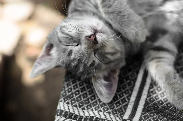 Gatinho Cinza Relaxado Mentiras Uma Planície Rua — Fotografia de Stock