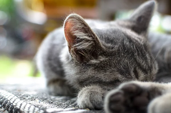 一只灰色小猫的耳朵 — 图库照片