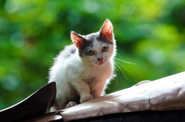 Küçük bir sokak kedisi silueti