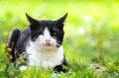 Yaz çimlerinde iki tonlu kedi