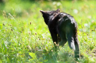 Sevimli küçük kedi yavrusu yazın çimenlerde yürüyor.