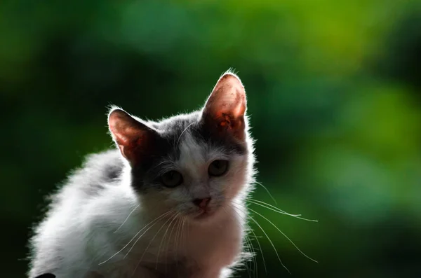 小さなストリート子猫のシルエット — ストック写真