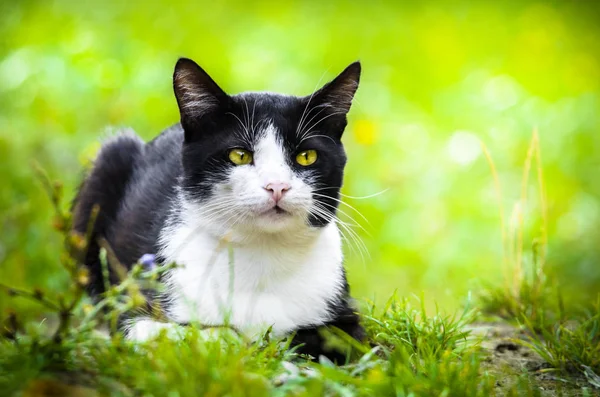 Chat Bicolore Prélassant Dans Portrait Herbe Été — Photo