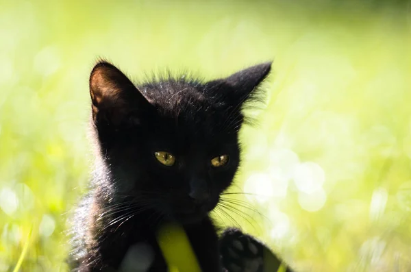 Yaz Otlarında Siyah Bir Kedi Yavrusunun Yakın Çekim — Stok fotoğraf